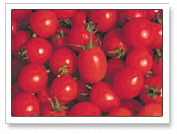 Tomato Festival