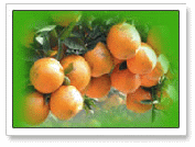 Citrus Festival