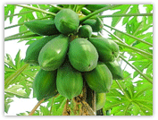 Papaya