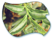 Oriental Beauty Tea