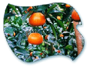 Tankan Orange