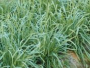 Leek
