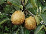 Hengshan Pear
