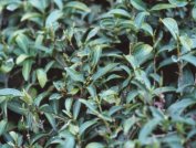 High-Mountain Tea