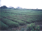 Chang’an Tea