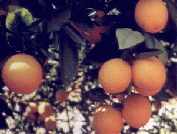 Citrus Orchards