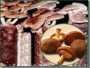 Shiitake Mushroom