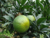 Citrus