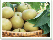 Pear Varieties