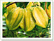 Starfruit