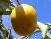 Sweet Persimmon