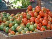 Highland Tomato